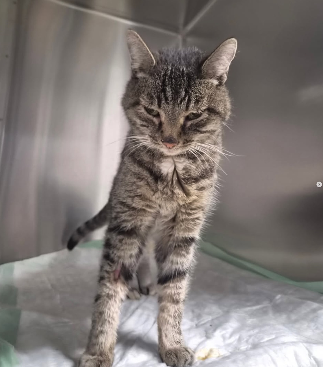 Social Media Beitrag: Katze