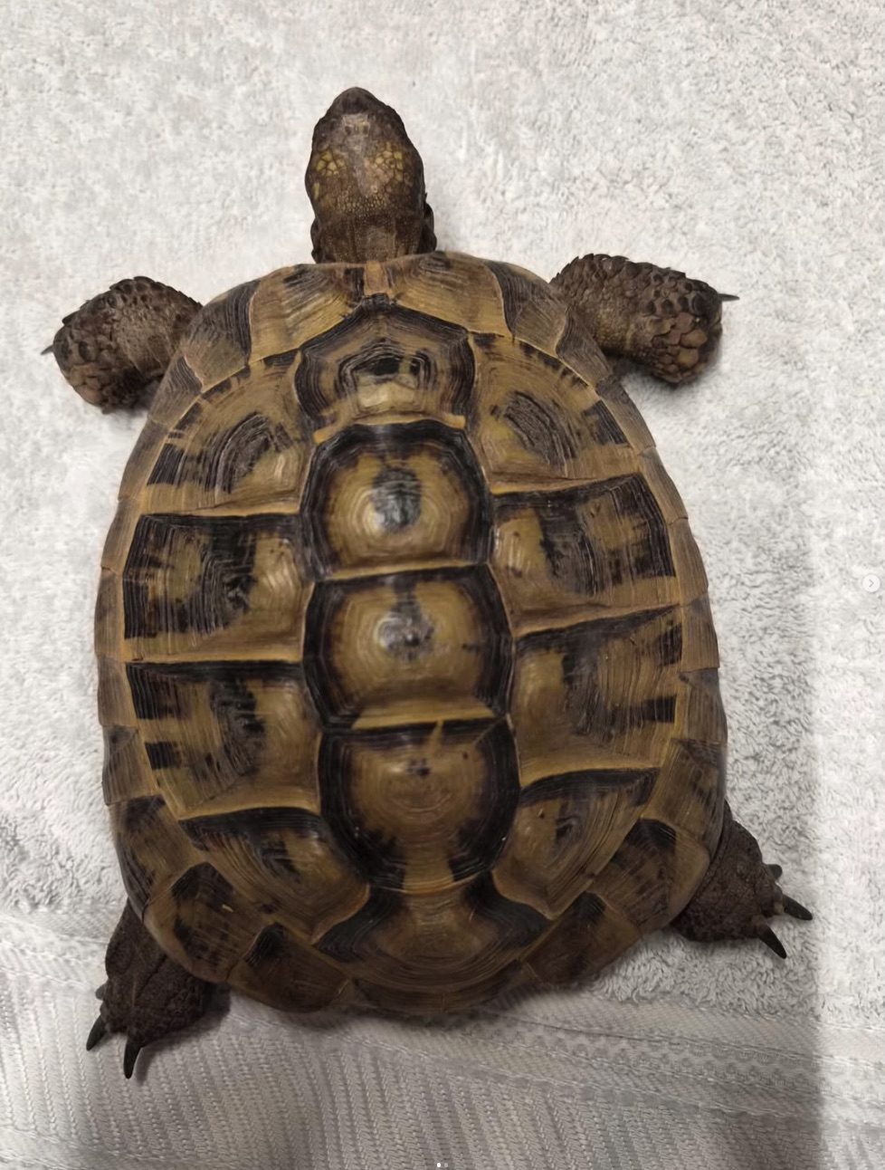 Social Media Beitrag: Schildkröte