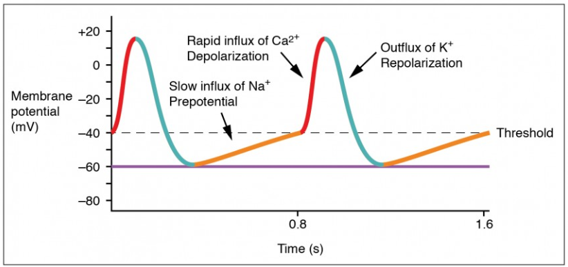 Membrane potential (mV)