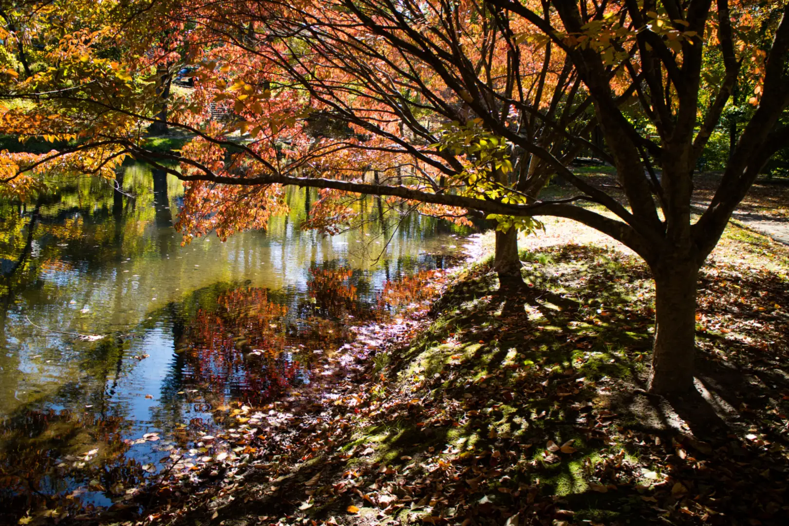 Autumn trees reflected in a pond in Scarsdale, New York