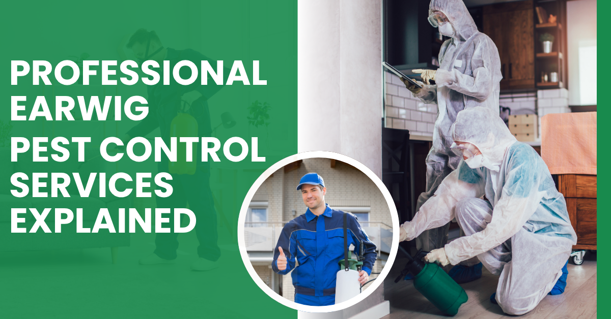 Professional Earwig Pest Control Services Explained