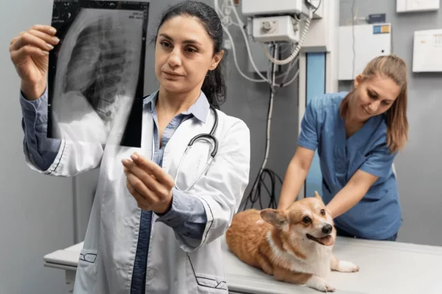 A person is holding up an x-ray of a dog.