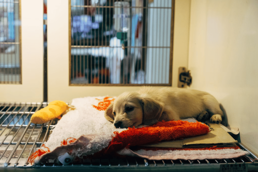 A sleepy golden retriever puppy resting on a plush toy in a kennel.