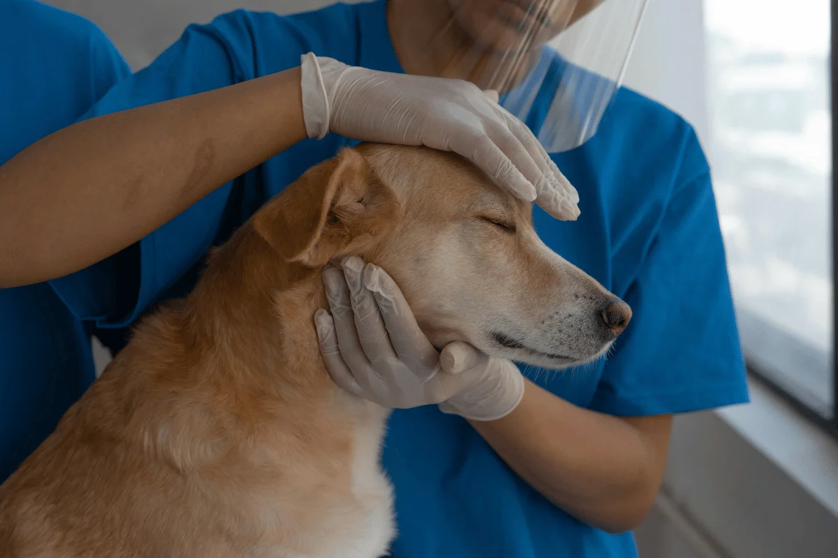Veterinarian gently examining a dog’s head during a checkup.