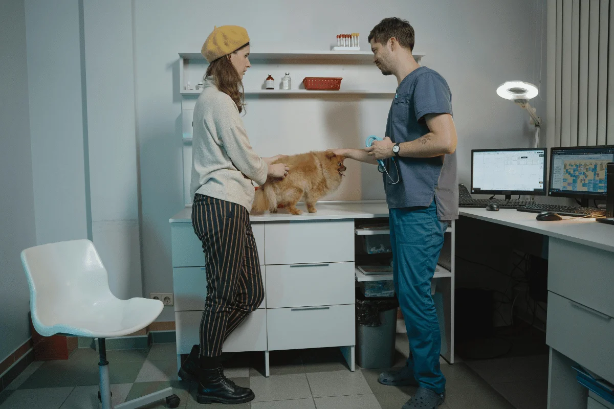 Veterinarian examining a dog on a clinic table with the pet owner.