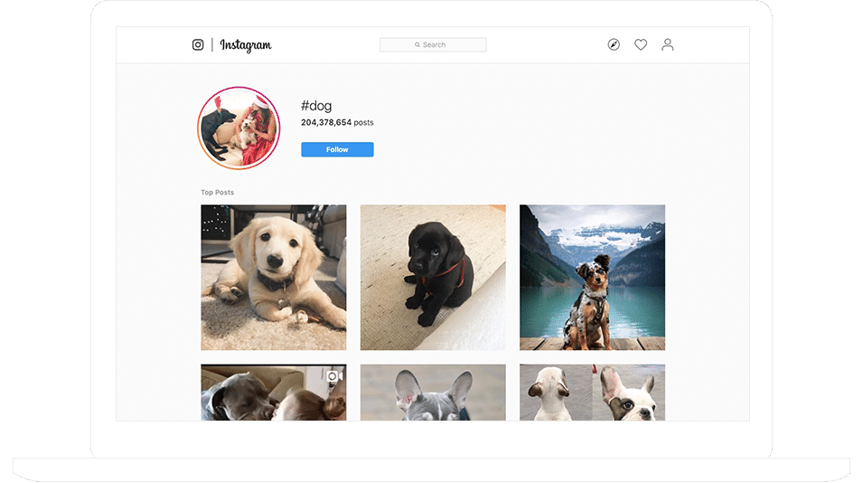 Instagram #dog