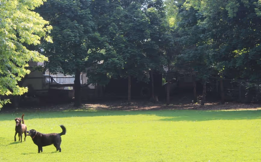 Dogs off-leash area at Merrill Bridge Road Park