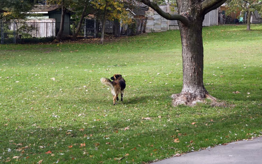 A dog enjoying the Dogs Off-Leash Area at Cassels Avenue Playground.