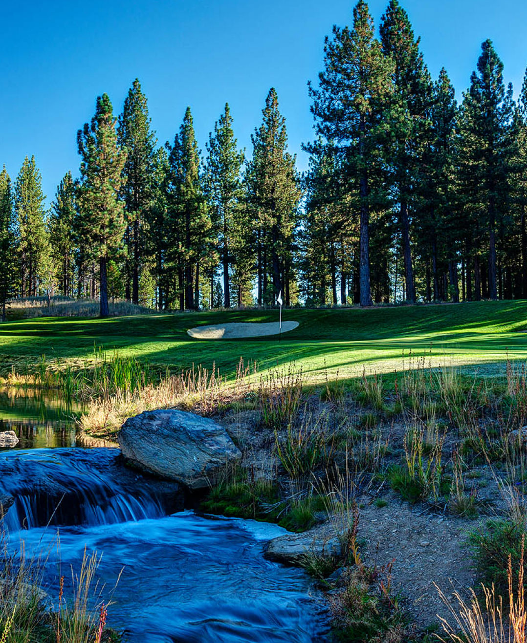 Small waterfall flowing into a stream by a golf green with a sand bunker and surrounding pine trees under a clear blue sky.