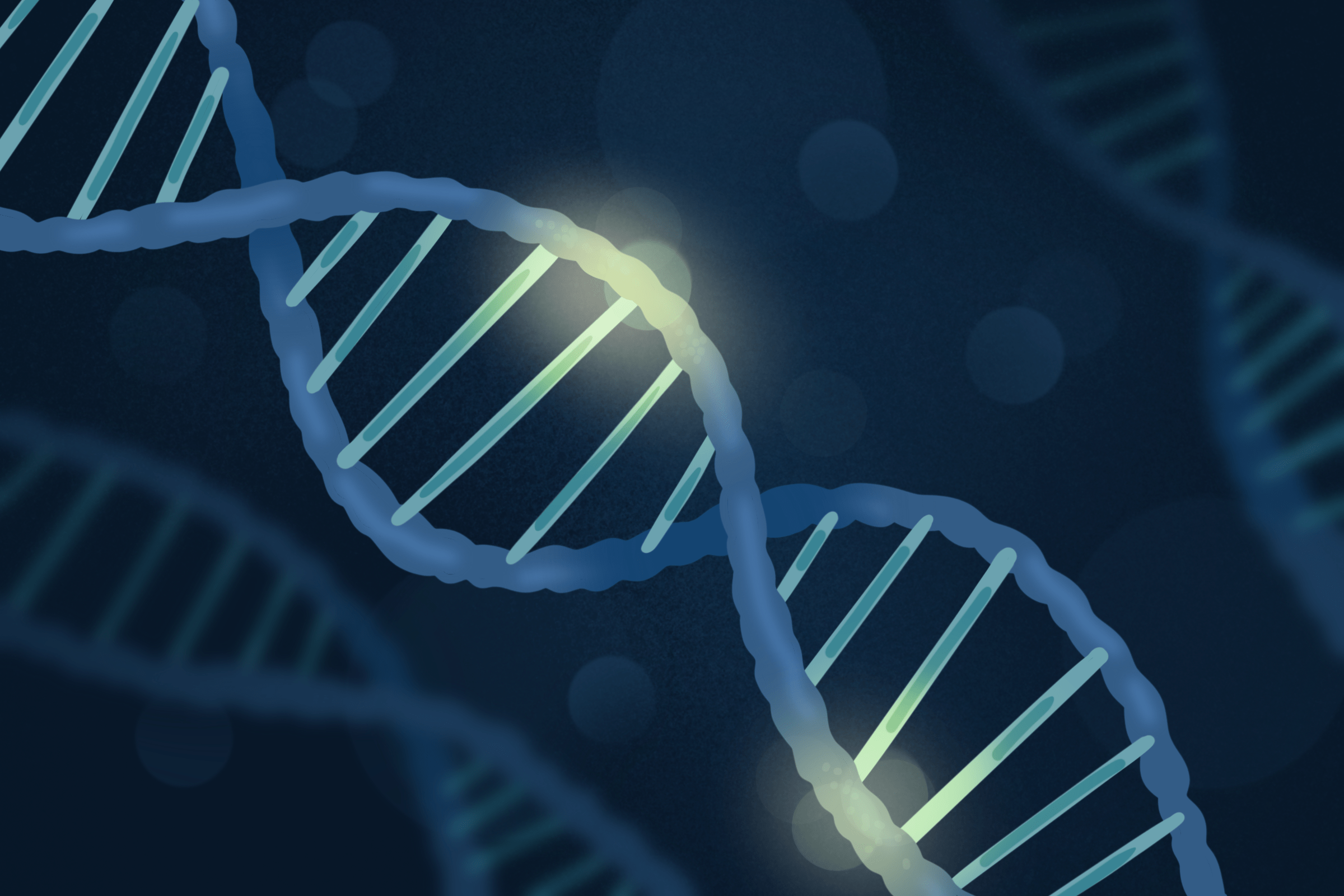 Human Evolution and Snoring