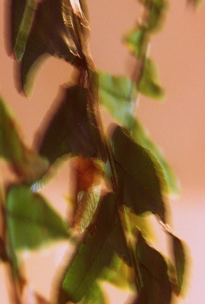 BG