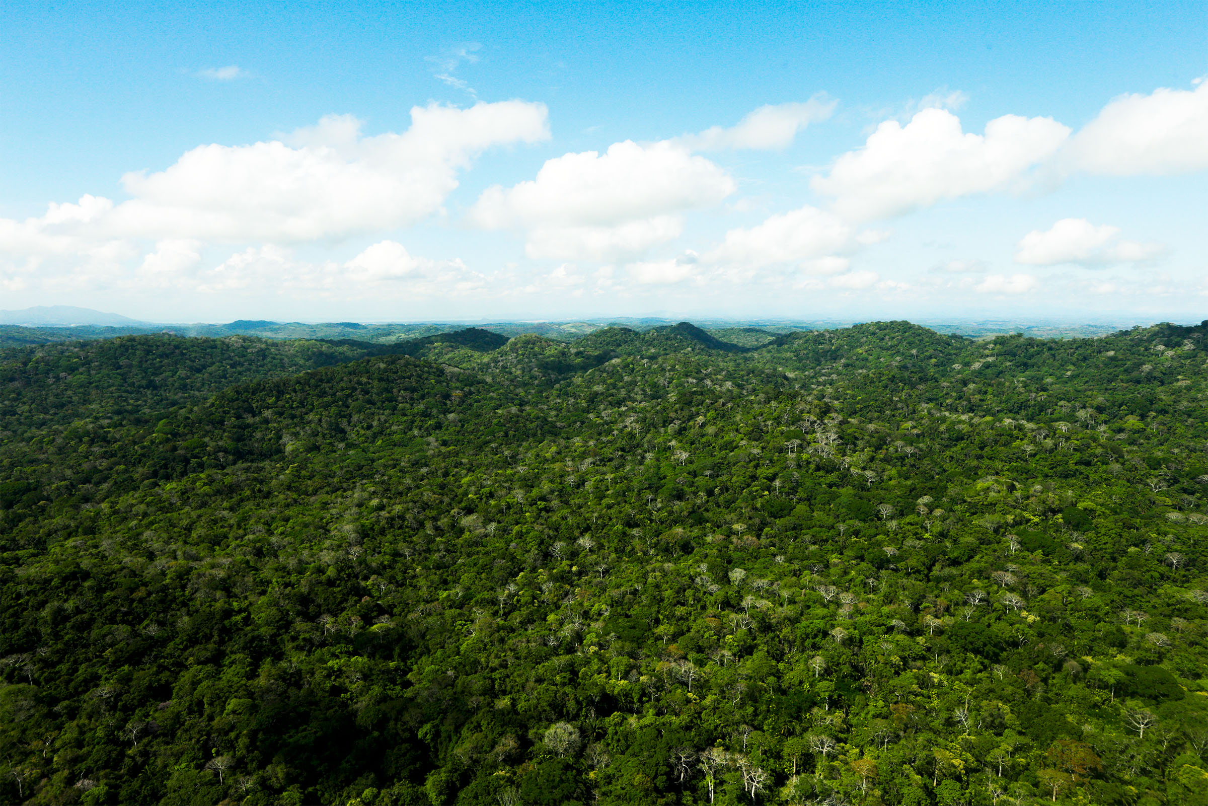Paisaje de bosque tropical en la cuenca de Río Indio, con cielo despejado y densa cobertura vegetal.