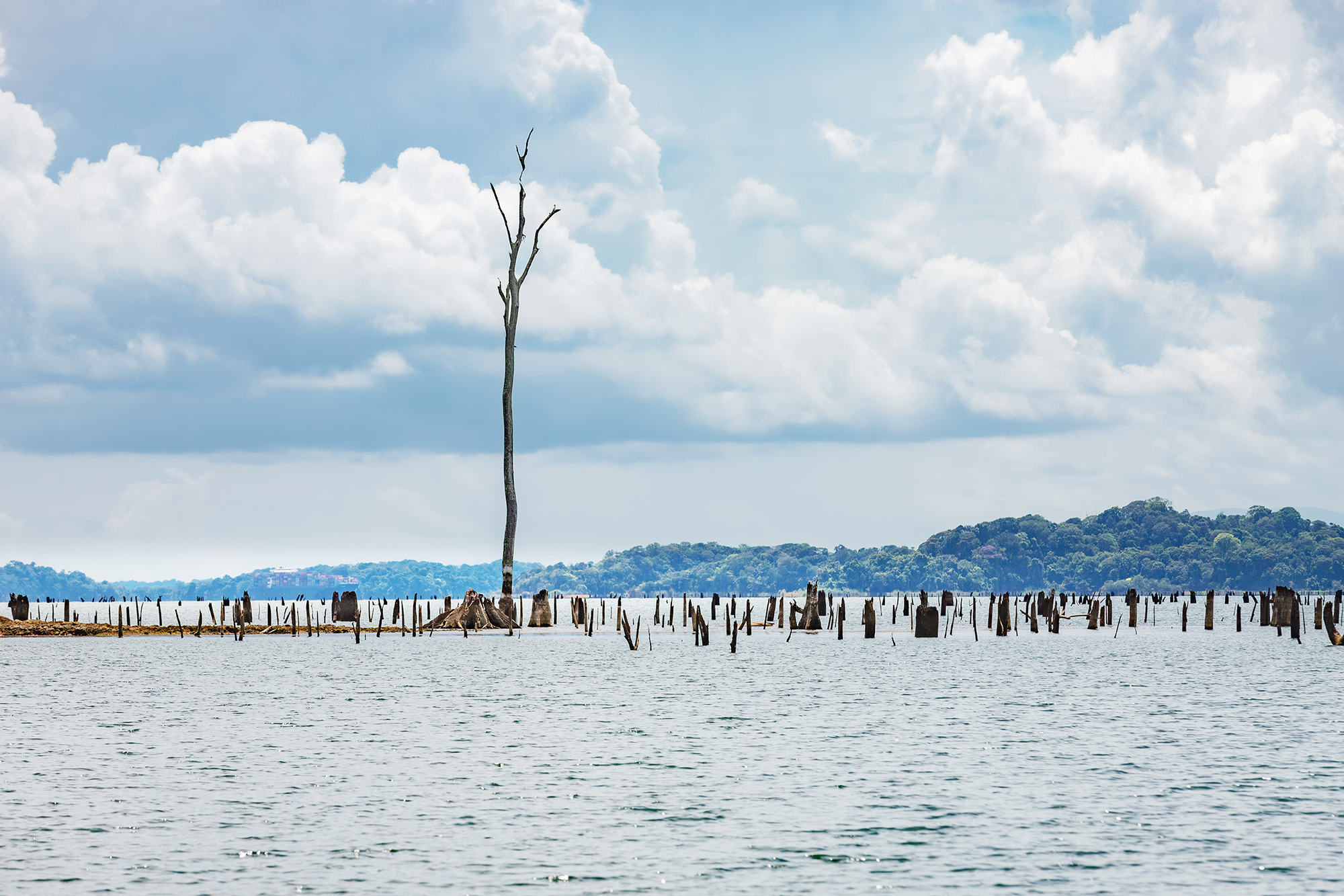 Árbol seco ilustrando los efectos de las sequías prolongadas en Panamá.