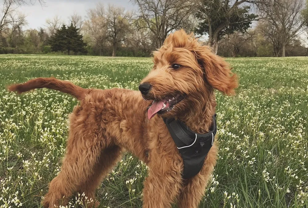10th Annual Cutest Pet Contest