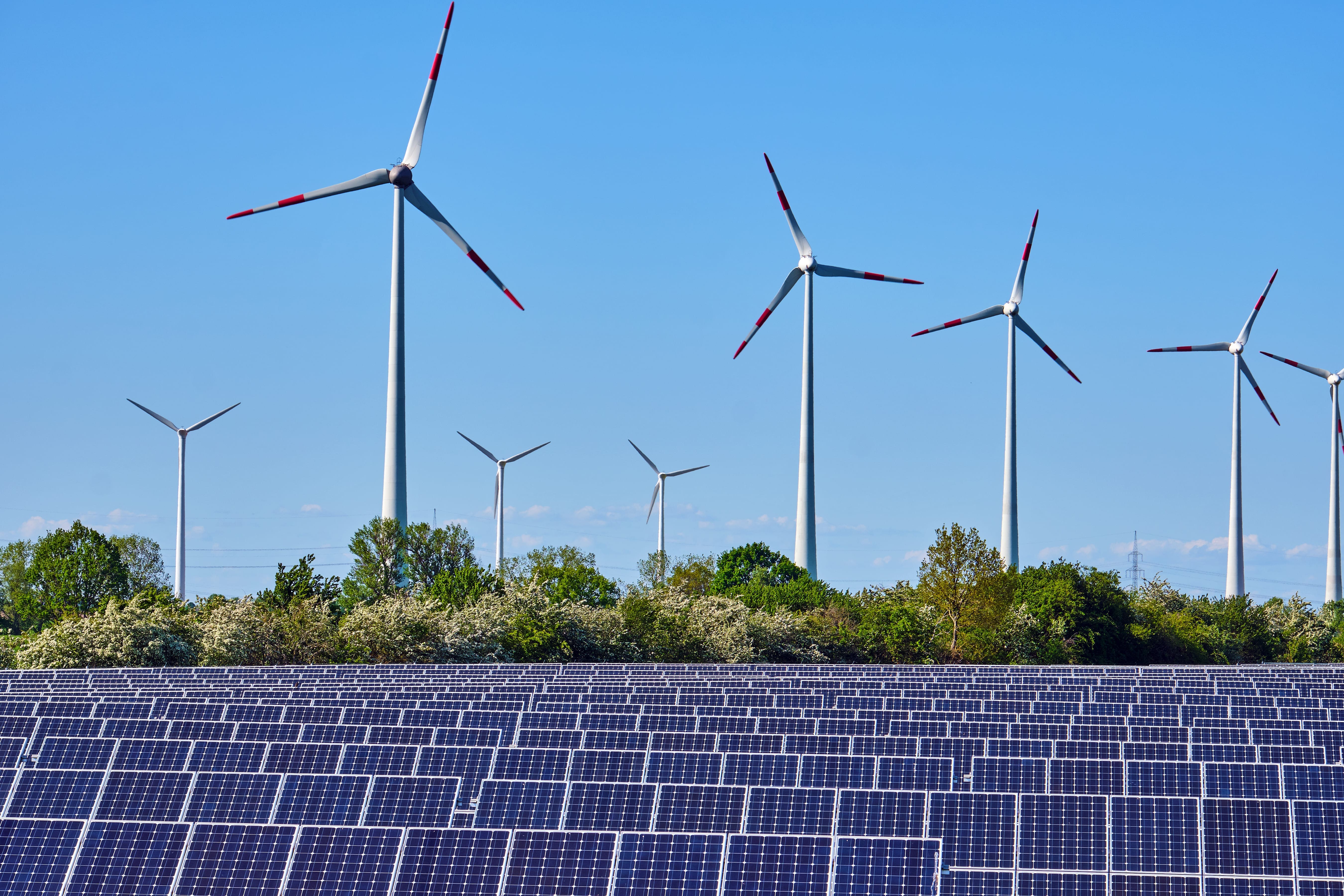 Rows of solar panels in front of green trees with wind turbines against a clear blue sky.