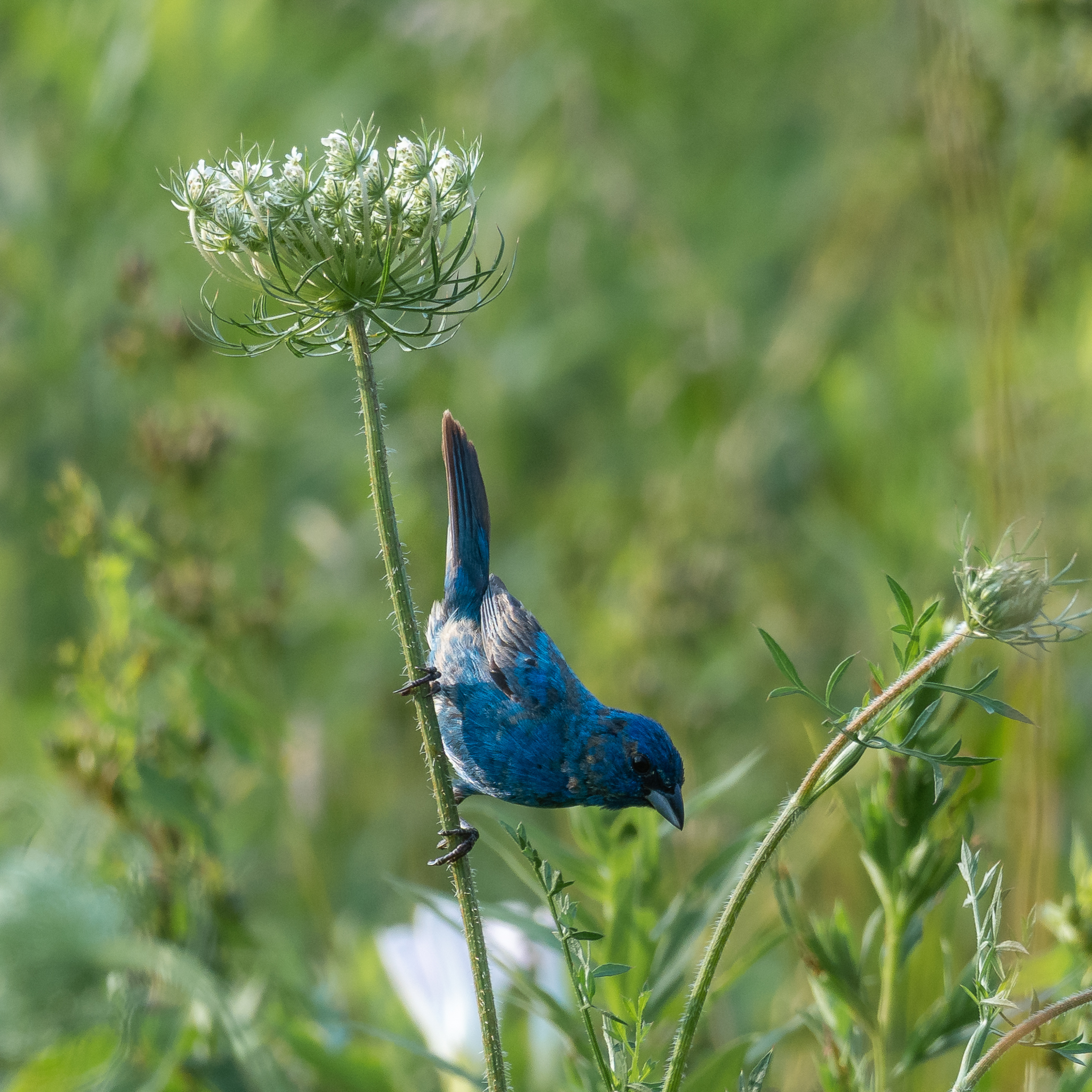 Indigo bunting, my spark bird
