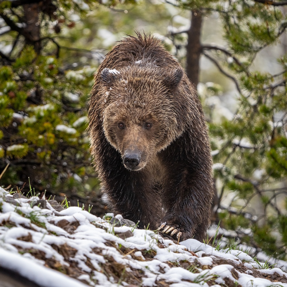 A grizzly bear walking with some light snow on the ground
