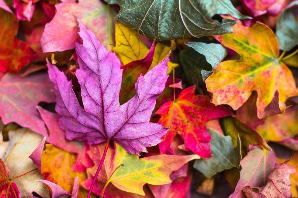 Our autumn term starts on 12 September