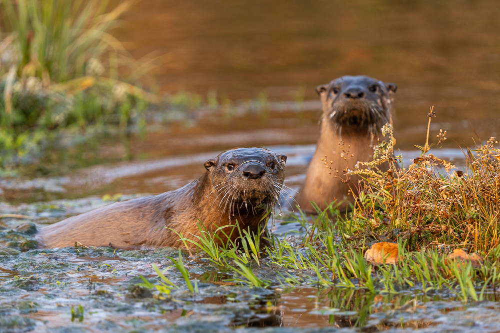 A pair of river otters in the water curiously looking at the camera