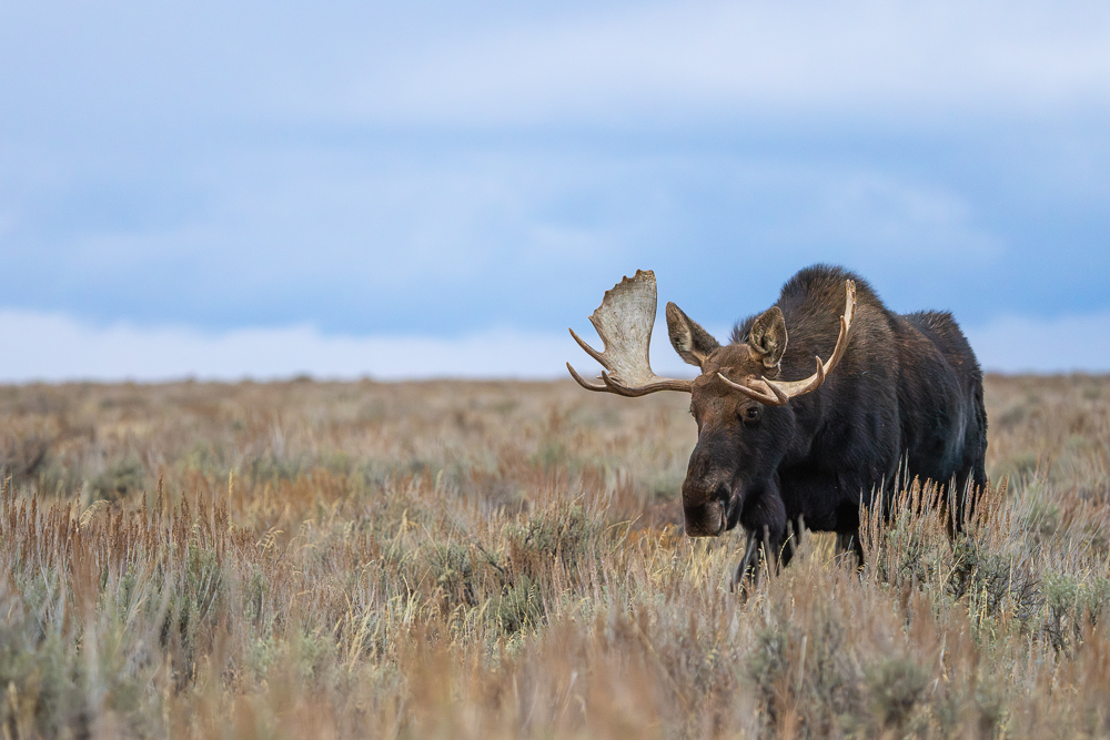 Hoback the moose walks in a field of sagebrush