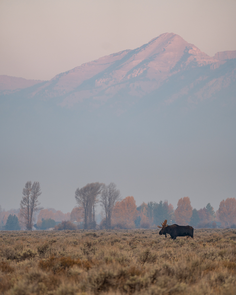 A bull moose walks through the sagebrush amongst wildfire smoke with fall foliage and the mountains in the background