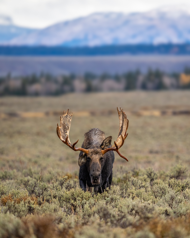Hoback the moose, head on, in a field of sagebrush with mountains in the background