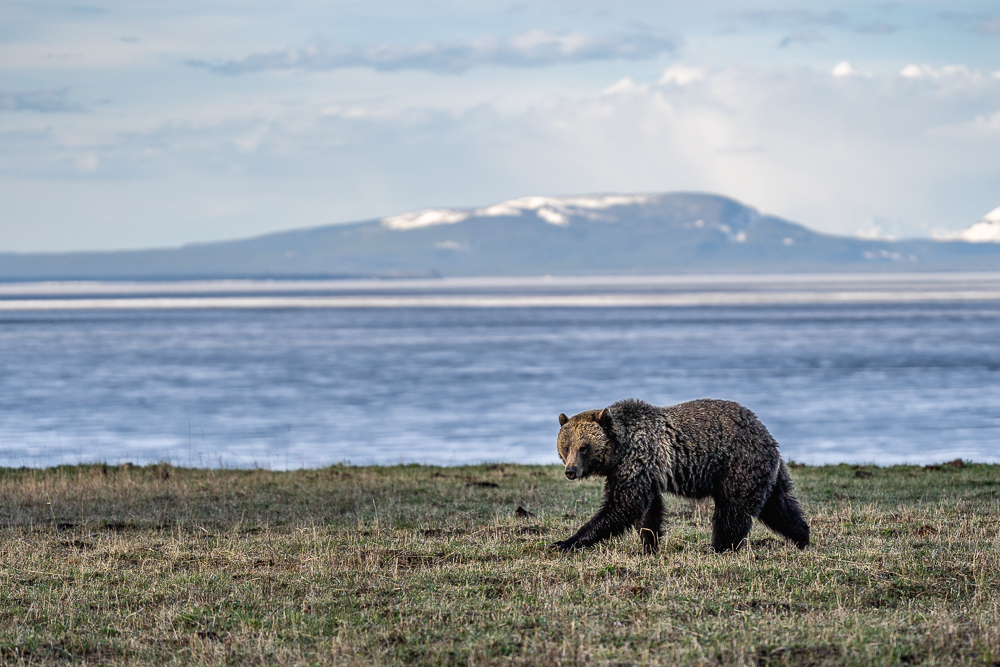 "Jam" the grizzly bear walks in front of Lake Yellowstone and snow-capped mountains