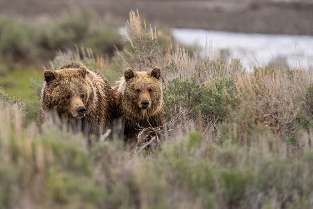 A grizzly bear and her cub walk through the sagebrush