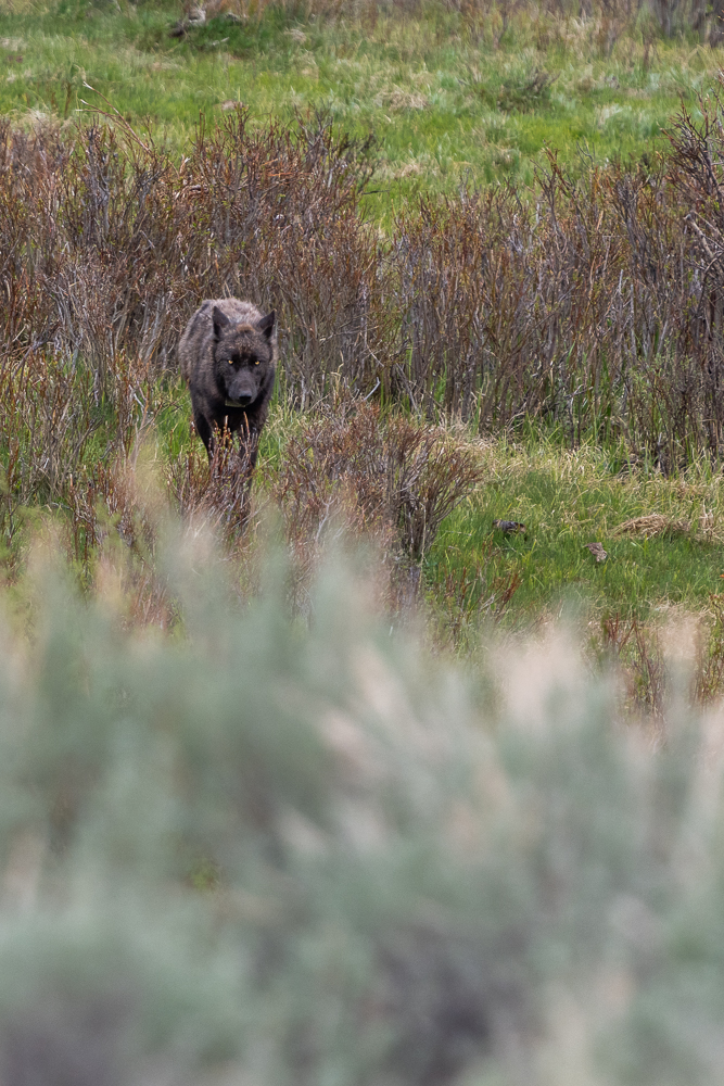 A black wolf walks out from the brush