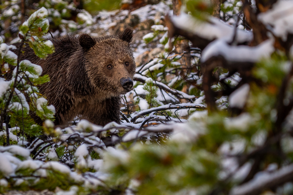 A grizzly bear walks through the woods with snow-covered branches
