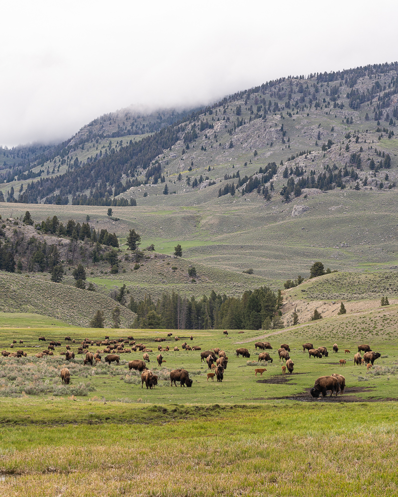 The Lamar Valley filled with bison and low clouds overhead