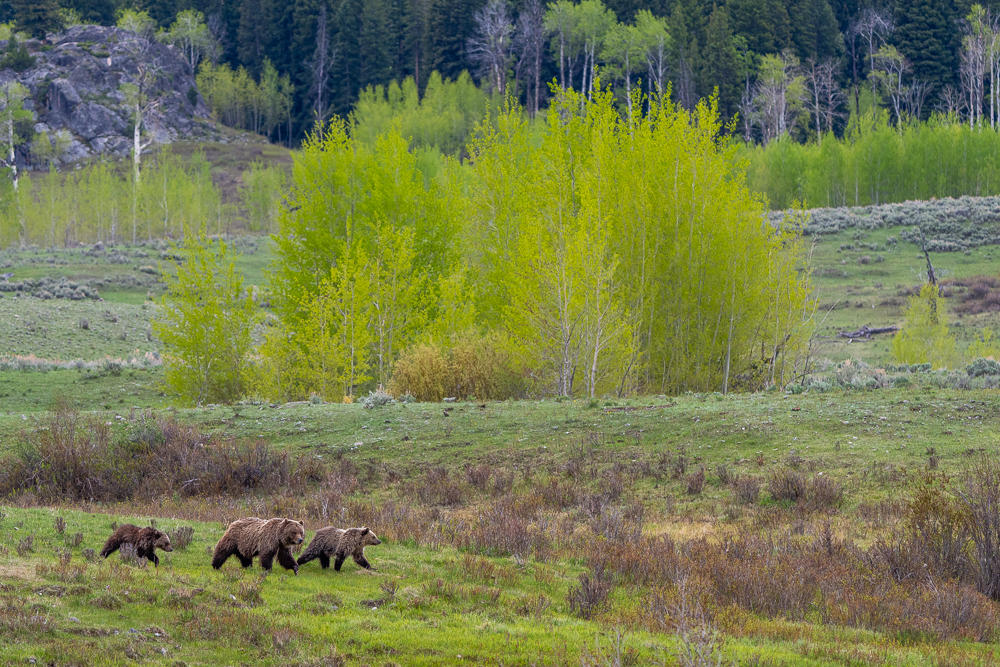 A grizzly bear and her two cubs walk through a field with bright green aspens in the background