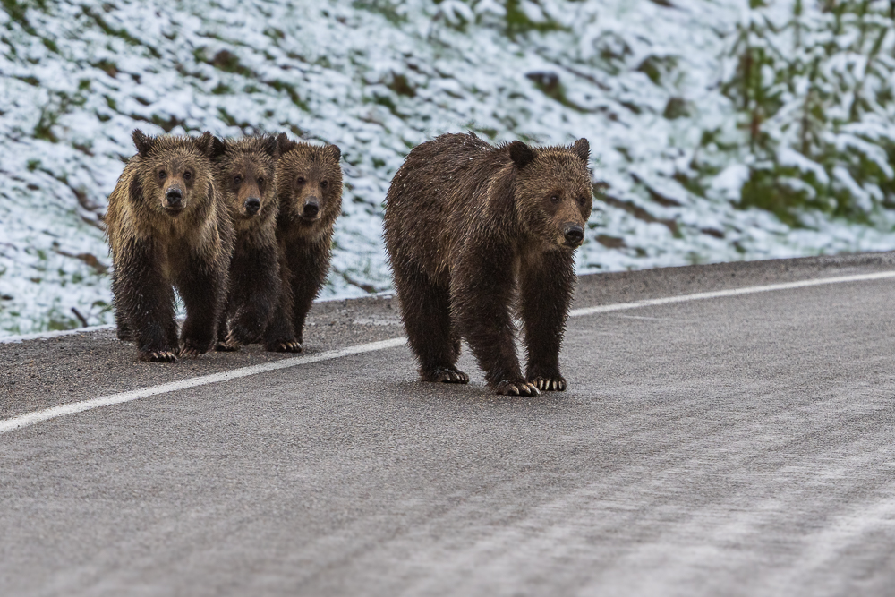 A grizzly bear mom leads her three cubs across the road