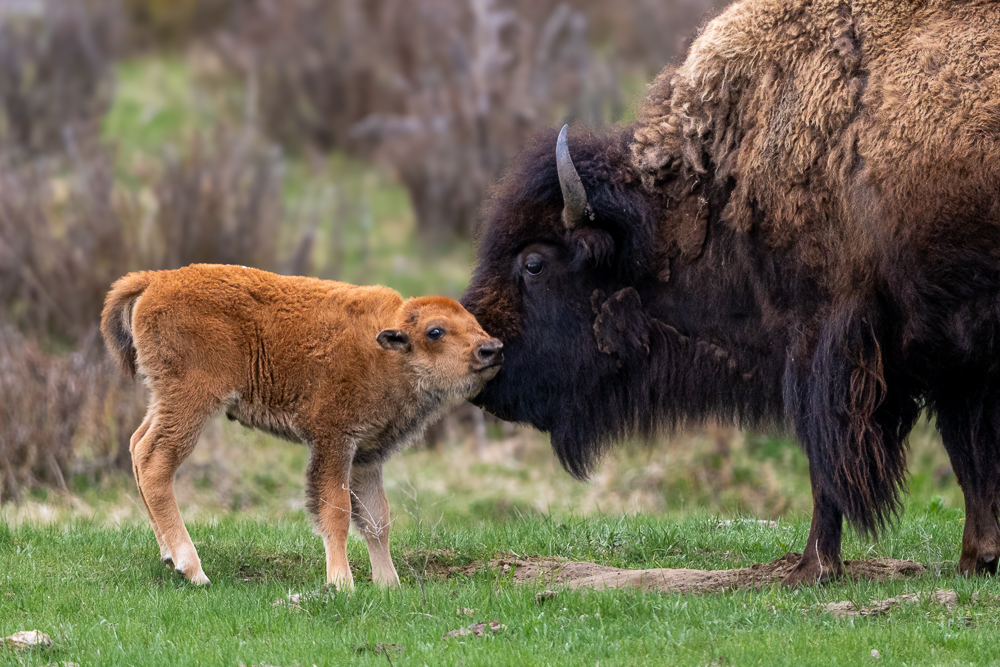 A baby bison nuzzling with its mom
