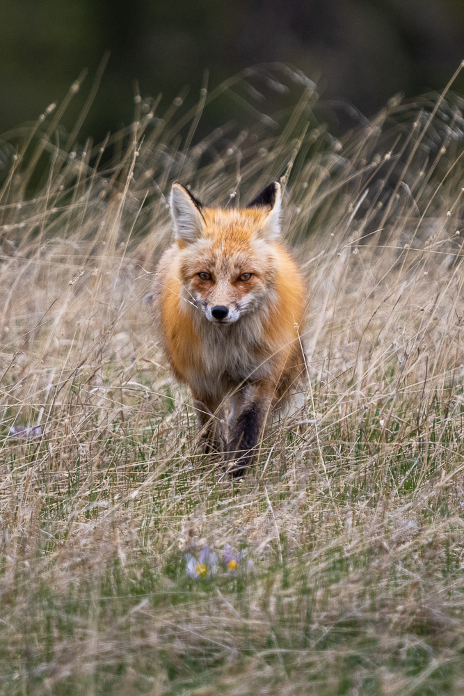 A head-on shot of a beautiful red fox walking through golden grass