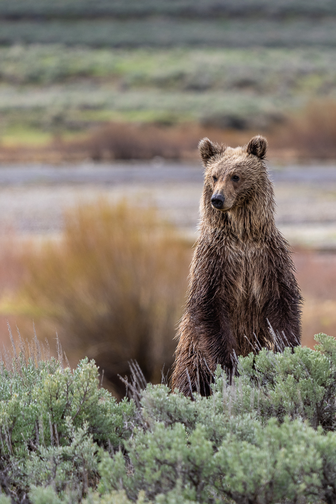 A sub-adult grizzly bear stands up behind some sagebrush to observe its surroundings