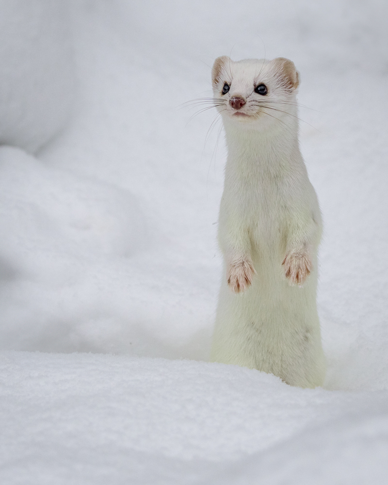 An ermine standing up surrounded by snow