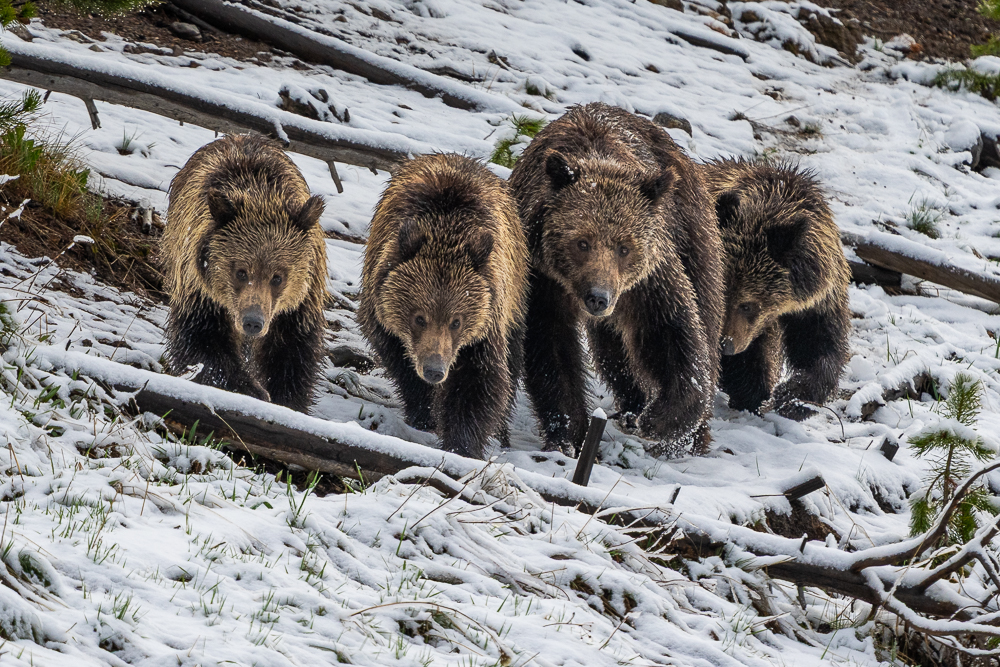 A grizzly bear and her three cubs walk down a hill covered in light snow