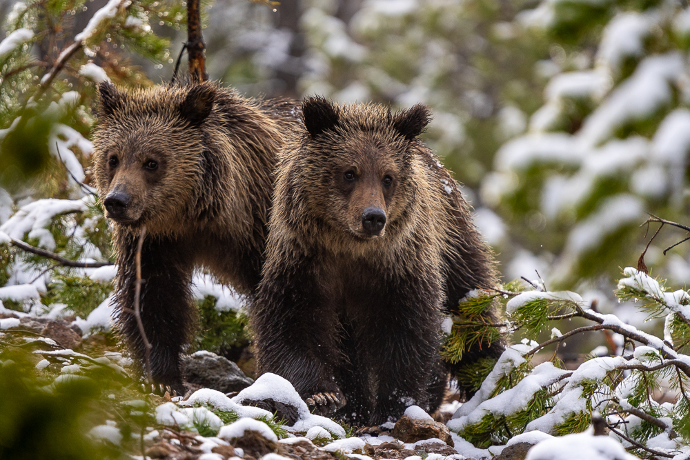 Two grizzly bear cubs walk through the forest brushed with snow