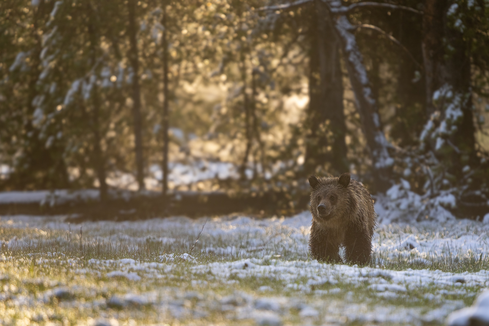 A grizzly cub in a small field with some snow and the sun rising behind it