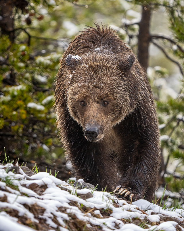 A grizzly bear walks through the woods with some light snow on the ground