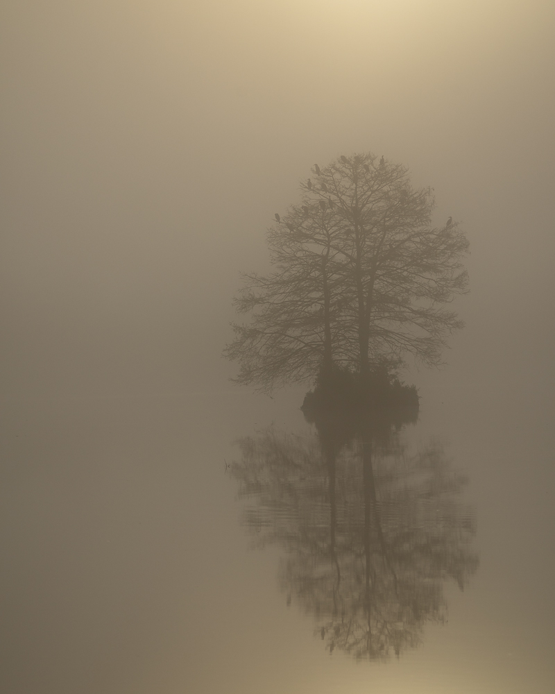 A tree on small island on the water on a foggy morning with the sun rising