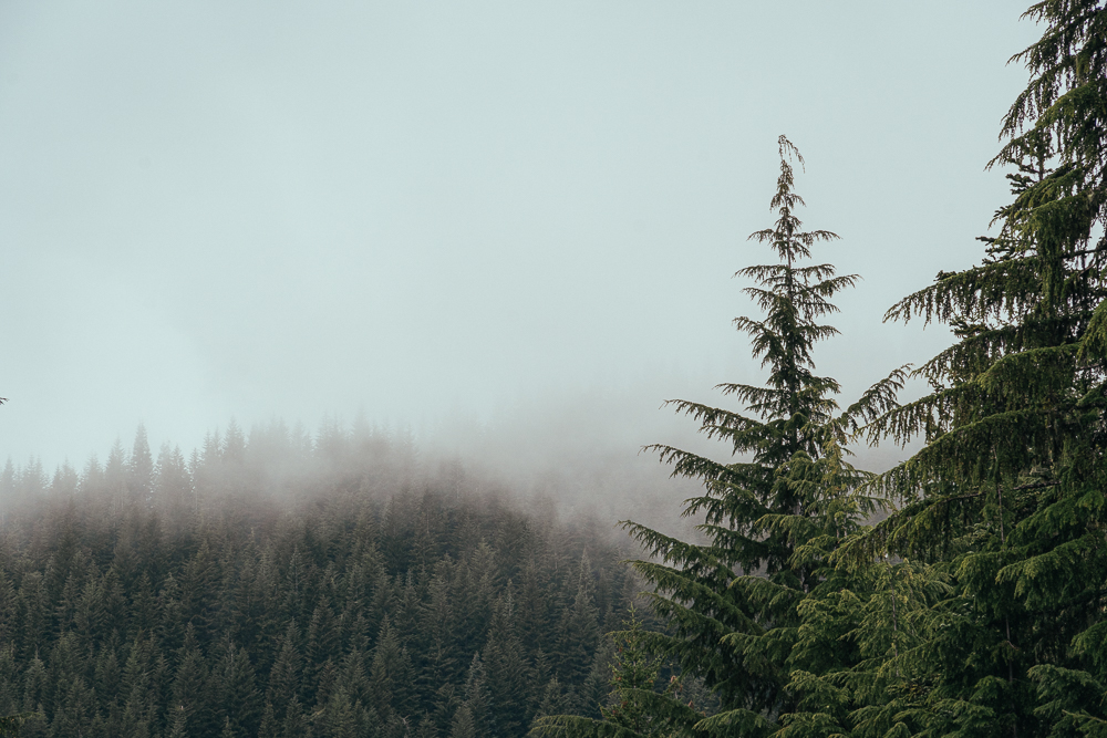 A forest of pine trees surrounded by fog