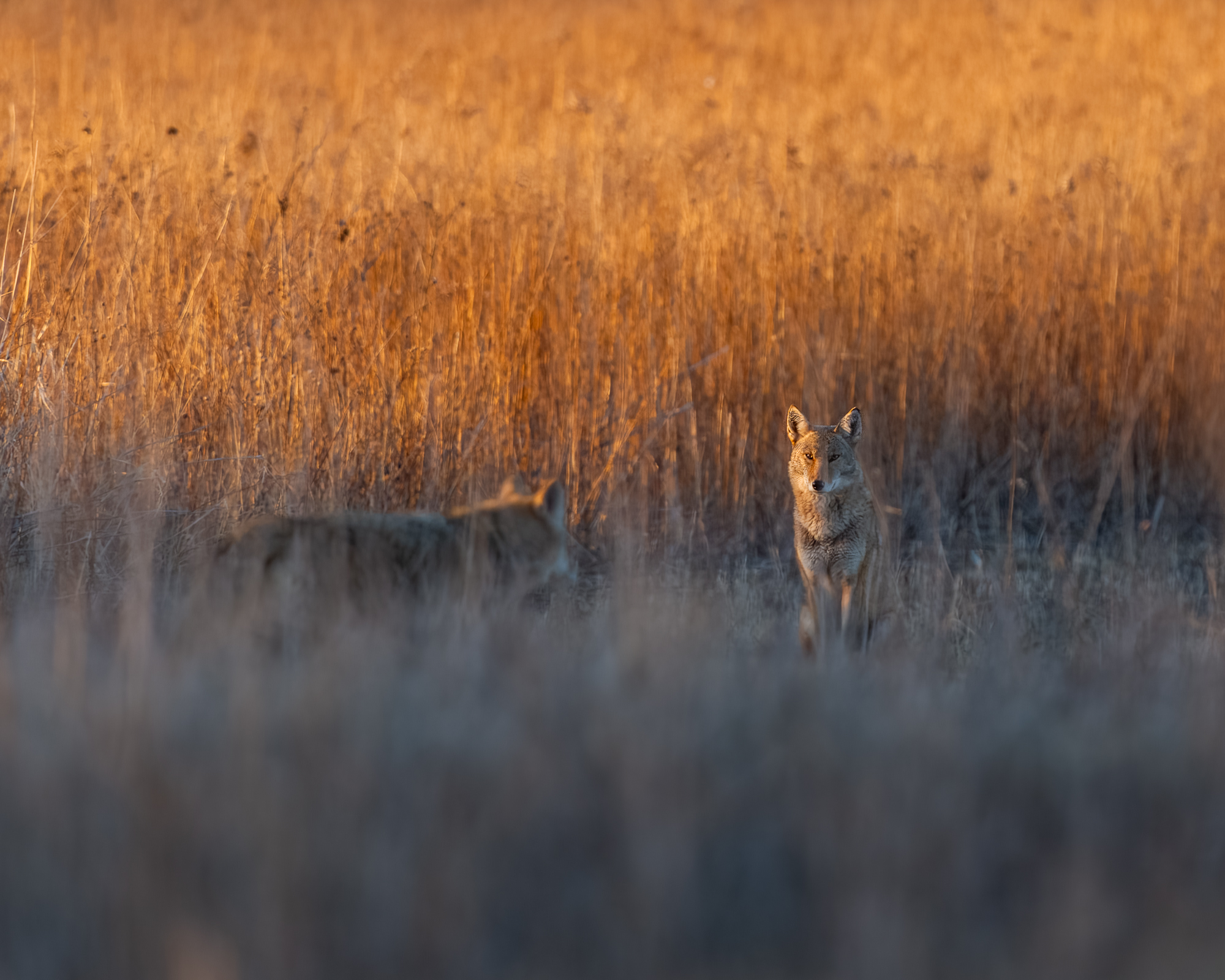 Two coyotes in a field during golden hour