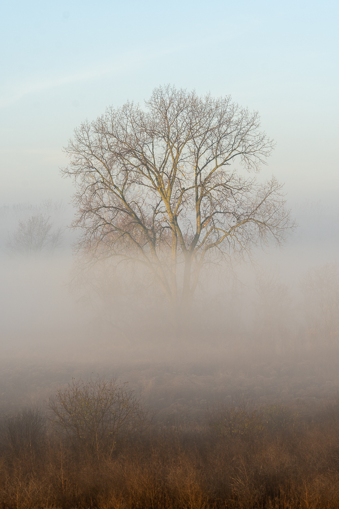 A barren tree on a foggy morning