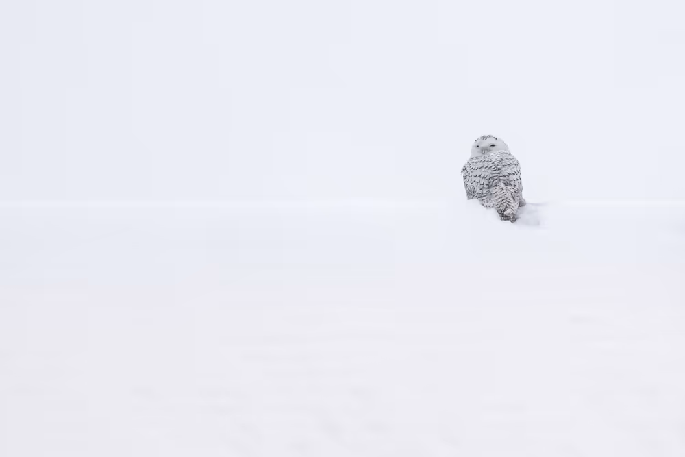 A snowy owl perched atop a snow-covered roof