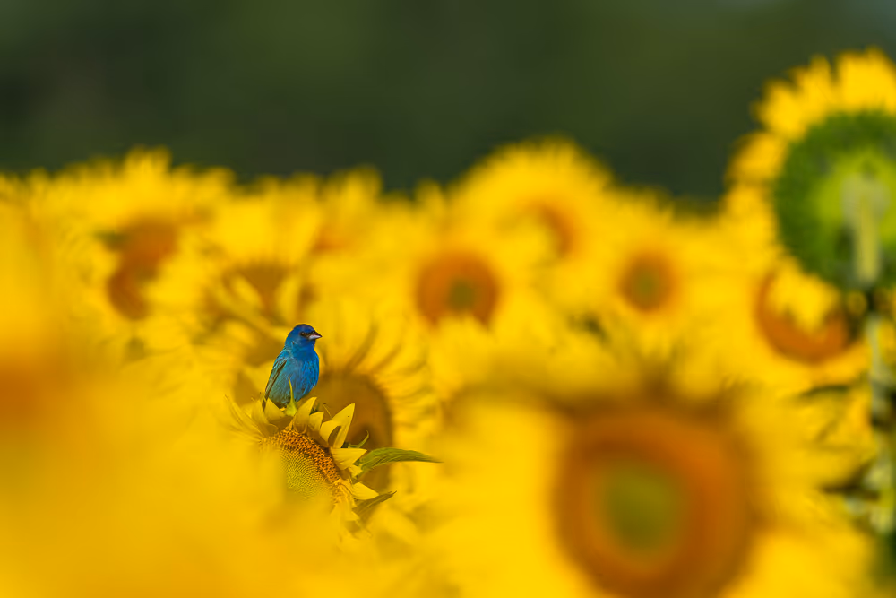 An indigo bunting perched in a field of sunflowers