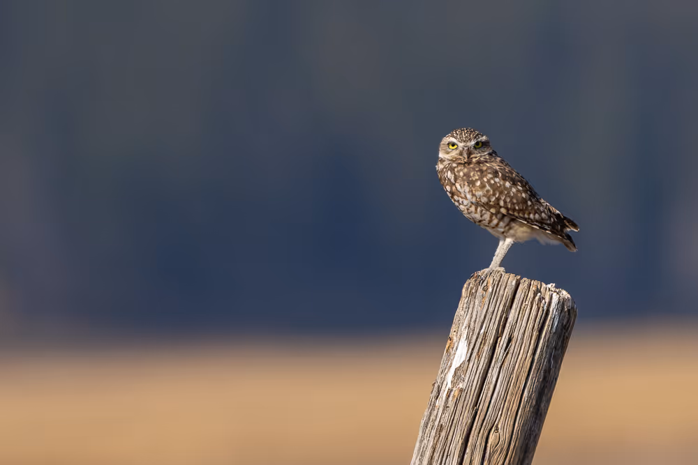 A burrowing owl perched on a post in front of a field of golden grass