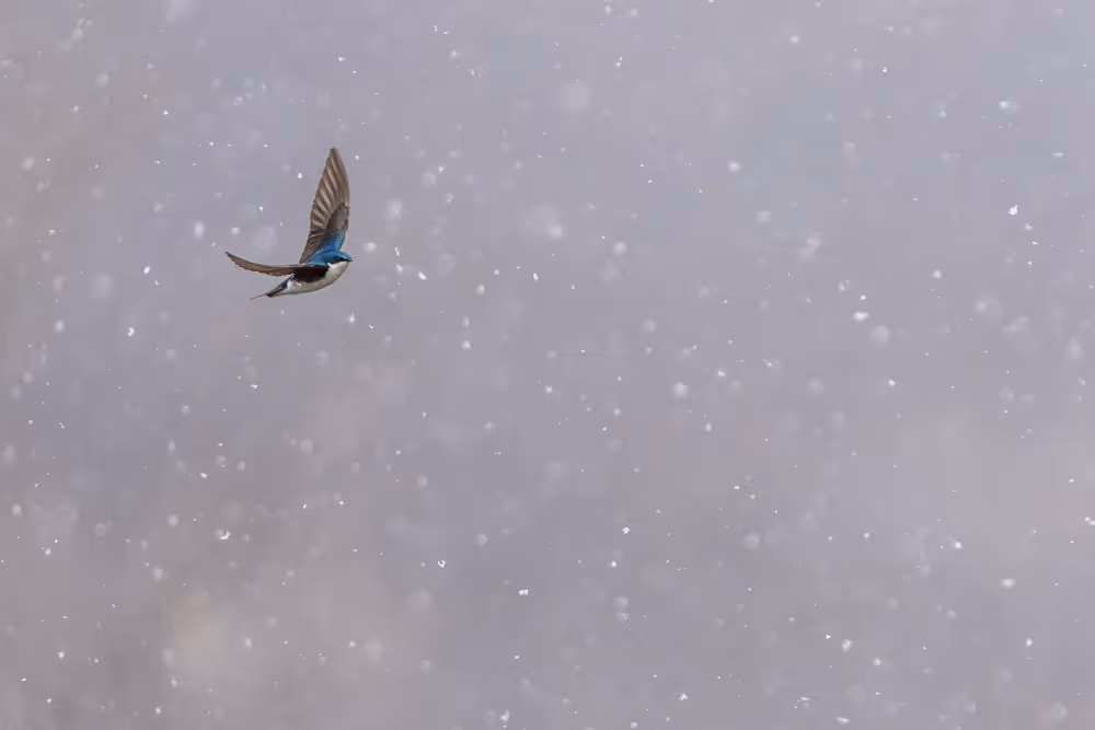 A tree swallow flying amongst falling snowflakes