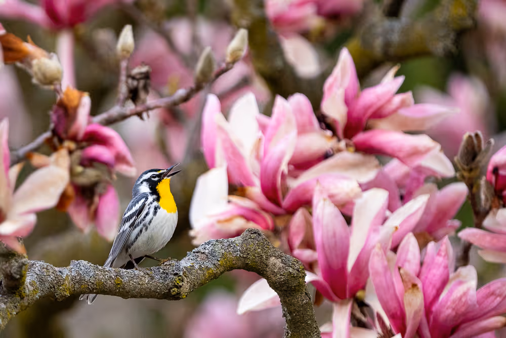 A yellow-throated warbler perched on a branch surrounded by pink magnolia flowers